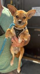 Found/Stray Male Dog last seen Imperial Hwy and Inglewood, Hawthorne, CA 90250