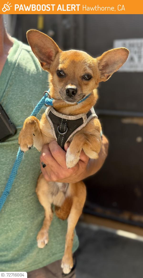 Found/Stray Male Dog last seen Imperial Hwy and Inglewood, Hawthorne, CA 90250