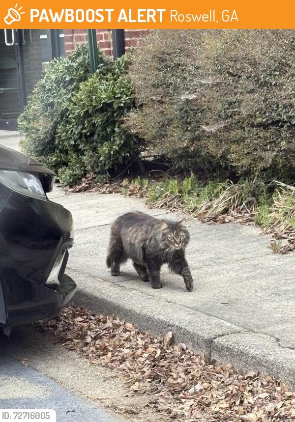 Found/Stray Unknown Cat last seen Medistreams , Roswell, GA 30076