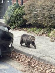 Found/Stray Unknown Cat last seen Medistreams , Roswell, GA 30076