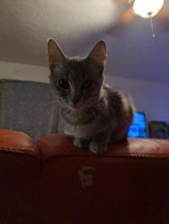 Lost Female Cat last seen Rio Linda boulevard/Acacia ave, Sacramento, CA 95815
