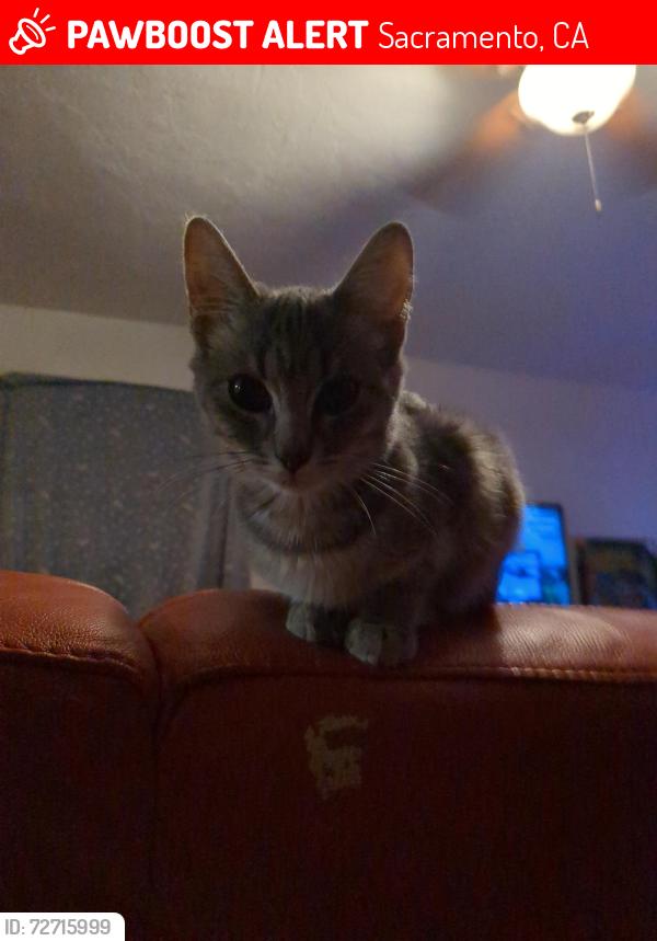 Lost Female Cat last seen Rio Linda boulevard/Acacia ave, Sacramento, CA 95815