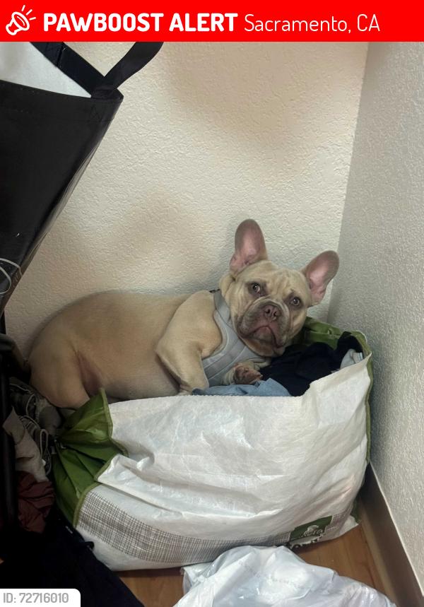 Lost Male Dog last seen Taft & frienza ave, Sacramento, CA 95815