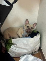 Lost Male Dog last seen Taft & frienza ave, Sacramento, CA 95815
