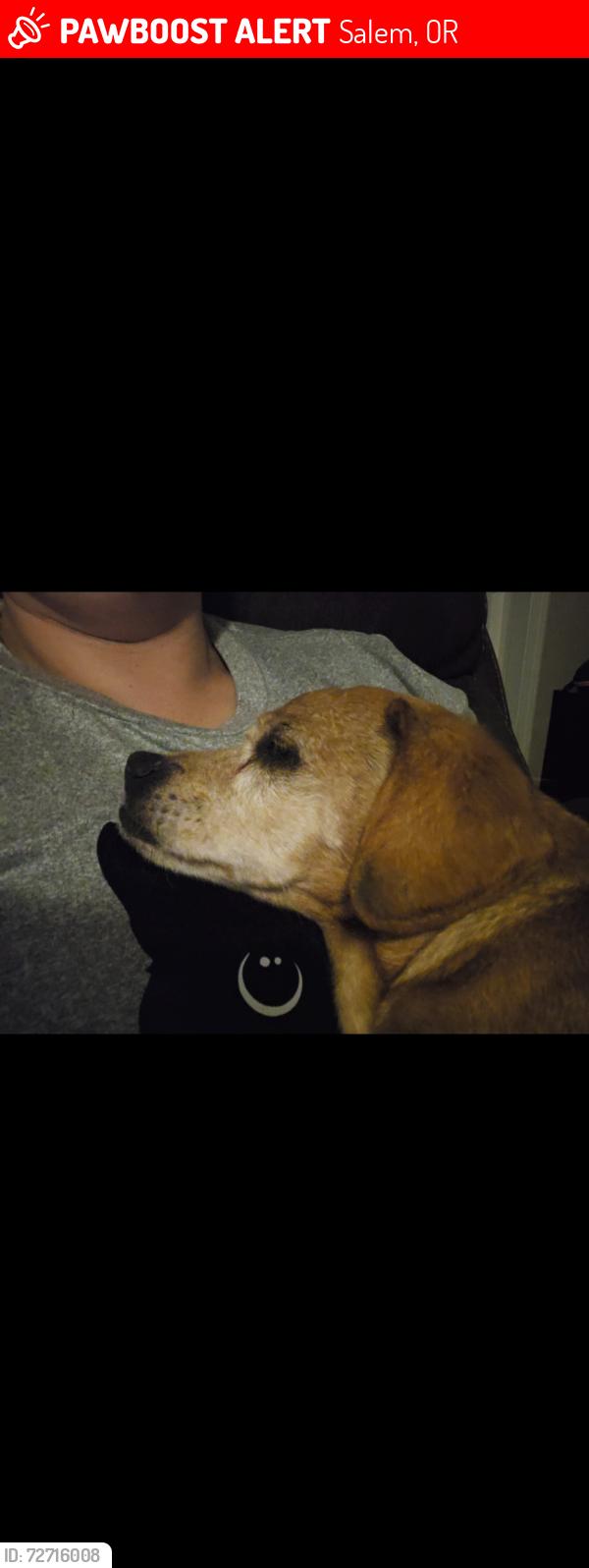 Lost Male Dog last seen Portland Rd, Salem, OR 97305