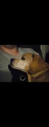 Lost Male Dog last seen Portland Rd, Salem, OR 97305