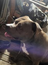 Found/Stray Female Dog last seen 316th st s, Roy, WA 98580