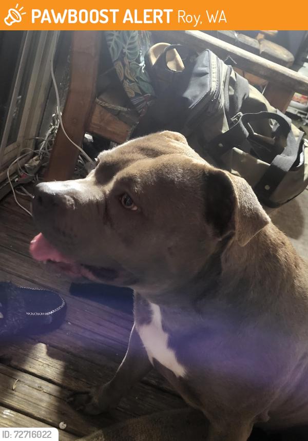 Found/Stray Female Dog last seen 316th st s, Roy, WA 98580