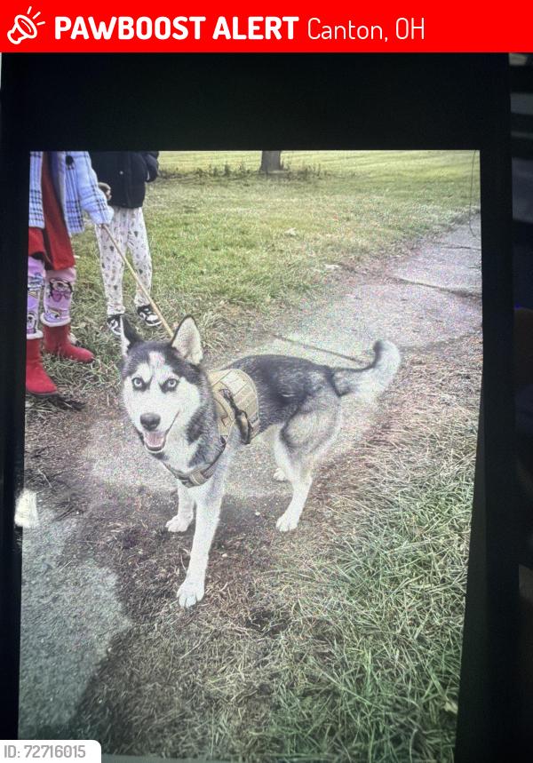 Lost Female Dog last seen Cantón oh, Canton, OH 44707