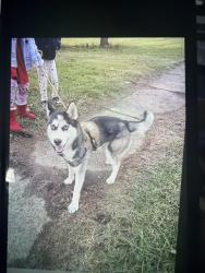 Lost Female Dog last seen Cantón oh, Canton, OH 44707