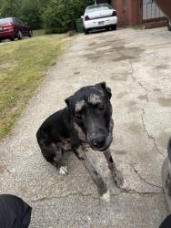 Found/Stray Male Dog last seen Harbin Street , Columbus, GA 31907