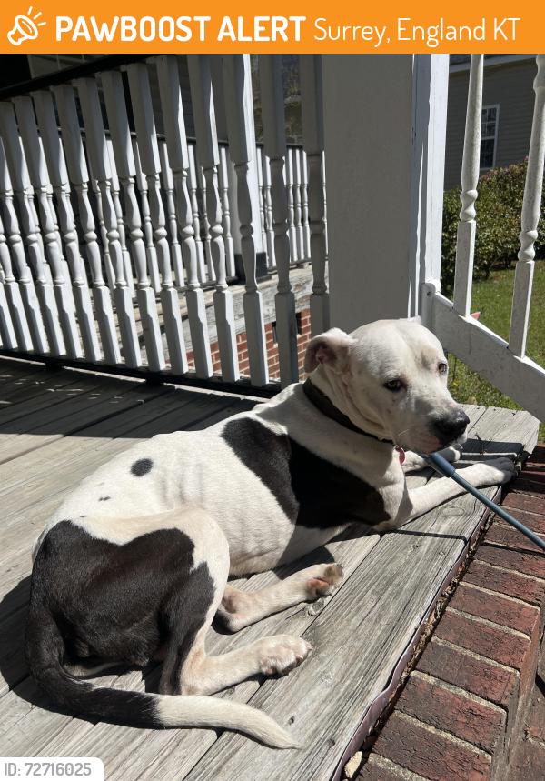 Found/Stray Male Dog last seen Bella bridge rd, Surrey, England KT16