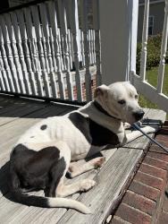 Found/Stray Male Dog last seen Bella bridge rd, Surrey, England KT16