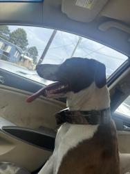 Found/Stray Male Dog last seen Emmanuel lane Longview texas, Longview, TX 75602