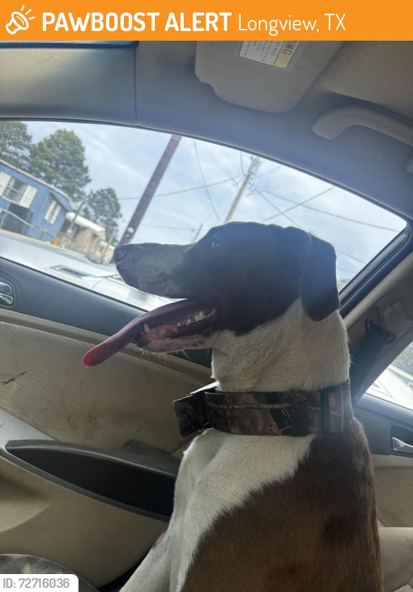 Found/Stray Male Dog last seen Emmanuel lane Longview texas, Longview, TX 75602