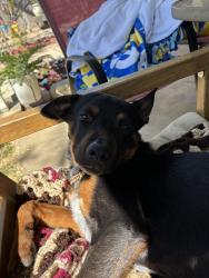 Found/Stray Male Dog last seen Clinkscale elementary , Burleson, TX 76028