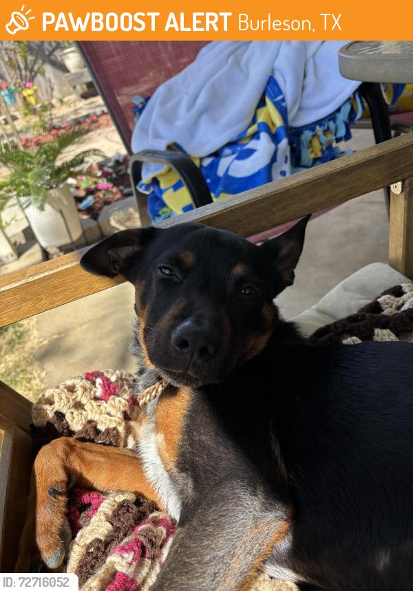 Found/Stray Male Dog last seen Clinkscale elementary , Burleson, TX 76028