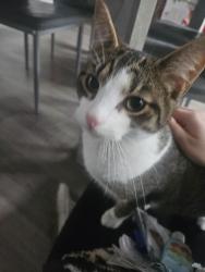 Lost Male Cat last seen Cheltenham Street NG6 0ES , Nottingham, England NG6 0DT