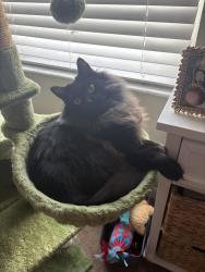 Lost Male Cat last seen Girvan and Hugh in Ballantrae, Land O' Lakes, FL 34638