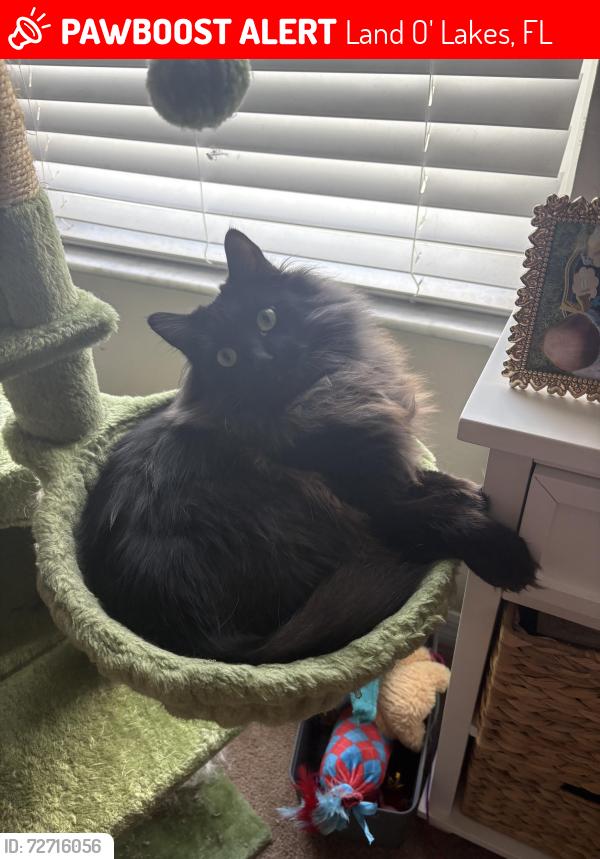 Lost Male Cat last seen Girvan and Hugh in Ballantrae, Land O' Lakes, FL 34638