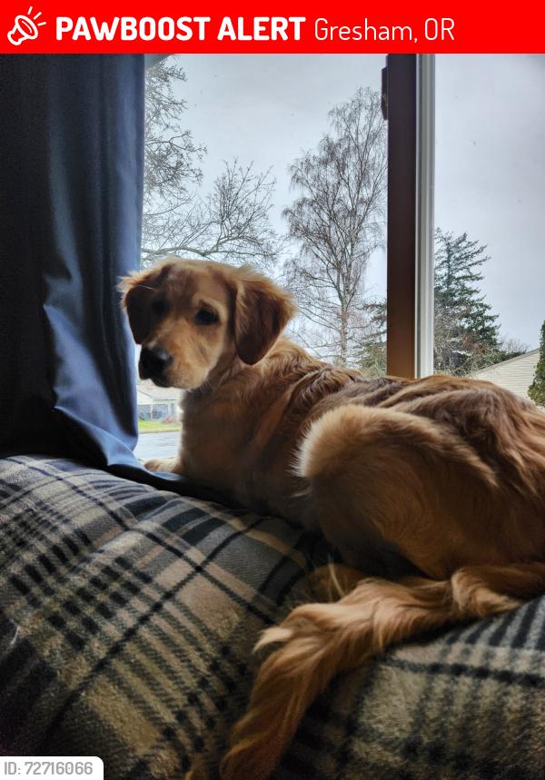 Lost Female Dog last seen 18th and hood pl, Gresham, OR 97030