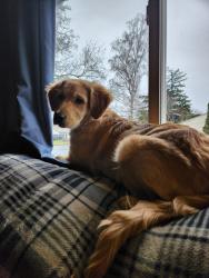 Lost Female Dog last seen 18th and hood pl, Gresham, OR 97030