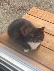 Found/Stray Unknown Cat last seen SE 237th street, Maple Valley, Maple Valley, WA 98038