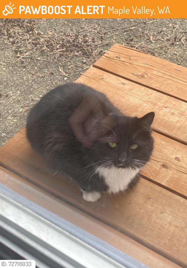 Found/Stray Unknown Cat last seen SE 237th street, Maple Valley, Maple Valley, WA 98038