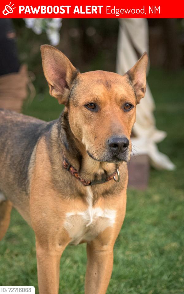 Lost Male Dog last seen Sundance kid and doc holiday, Edgewood, NM 87015