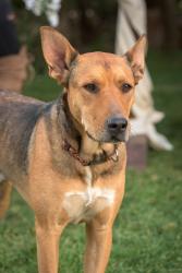 Lost Male Dog last seen Sundance kid and doc holiday, Edgewood, NM 87015