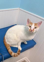 Lost Male Cat last seen Morningside , Port St. Lucie, FL 34952