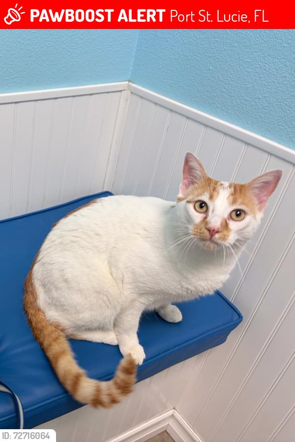 Lost Male Cat last seen Morningside , Port St. Lucie, FL 34952