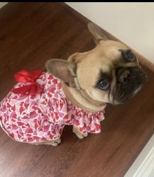 Lost Female Dog last seen Gosford & Harris , Bakersfield, CA 93313