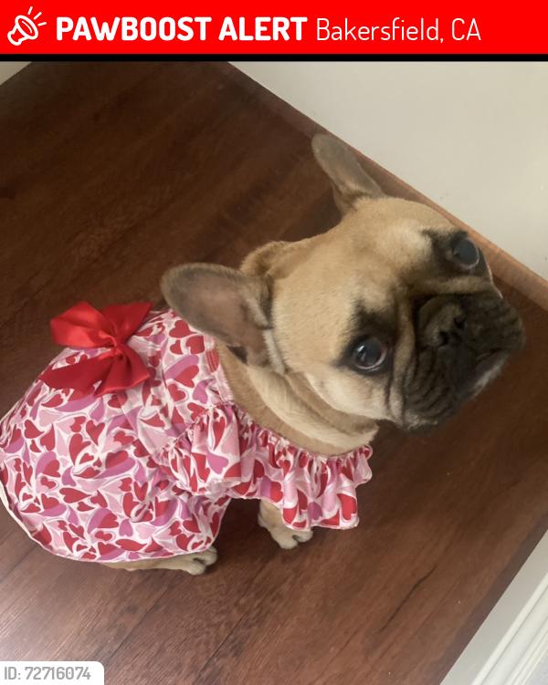 Lost Female Dog last seen Gosford & Harris , Bakersfield, CA 93313