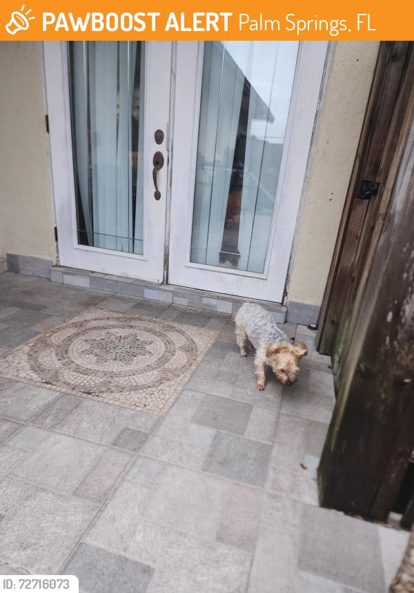 Found/Stray Male Dog last seen Davis rd and Waterview cir , Palm Springs, FL 33461