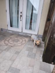 Found/Stray Male Dog last seen Davis rd and Waterview cir , Palm Springs, FL 33461