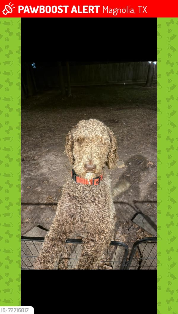 Lost Male Dog last seen Near  ConroeHuffsmith, Magnolia, TX 77354