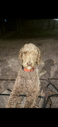 Lost Male Dog last seen Near  ConroeHuffsmith, Magnolia, TX 77354