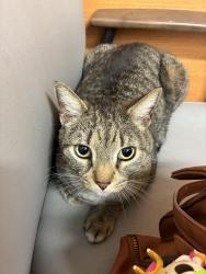 Found/Stray Male Cat last seen 16th st and soithern, Phoenix, AZ 85041
