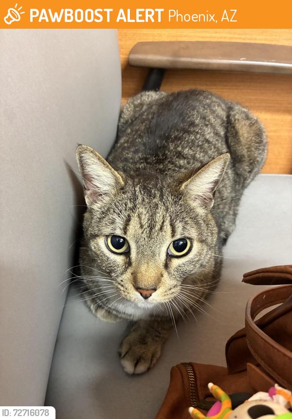 Found/Stray Male Cat last seen 16th st and soithern, Phoenix, AZ 85041