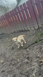 Lost Female Dog last seen NE hood pl, Gresham, OR 97030