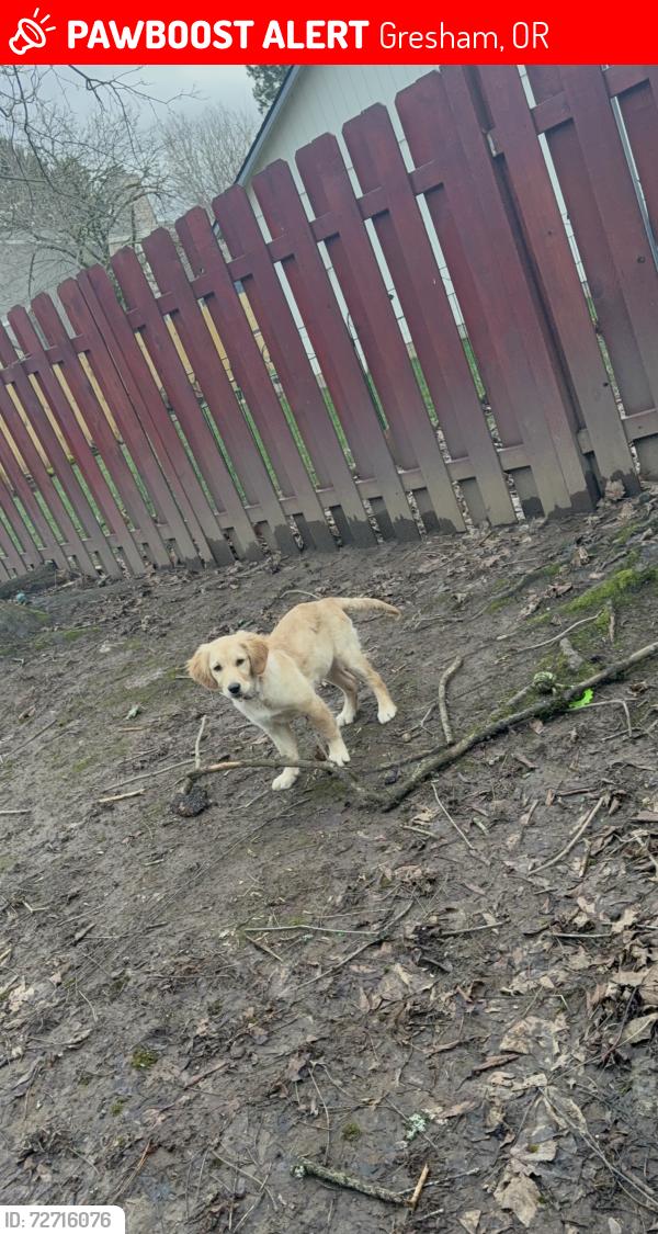 Lost Female Dog last seen NE hood pl, Gresham, OR 97030