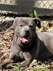 Found/Stray Male Dog last seen Rahke road , Indianapolis, IN 46217