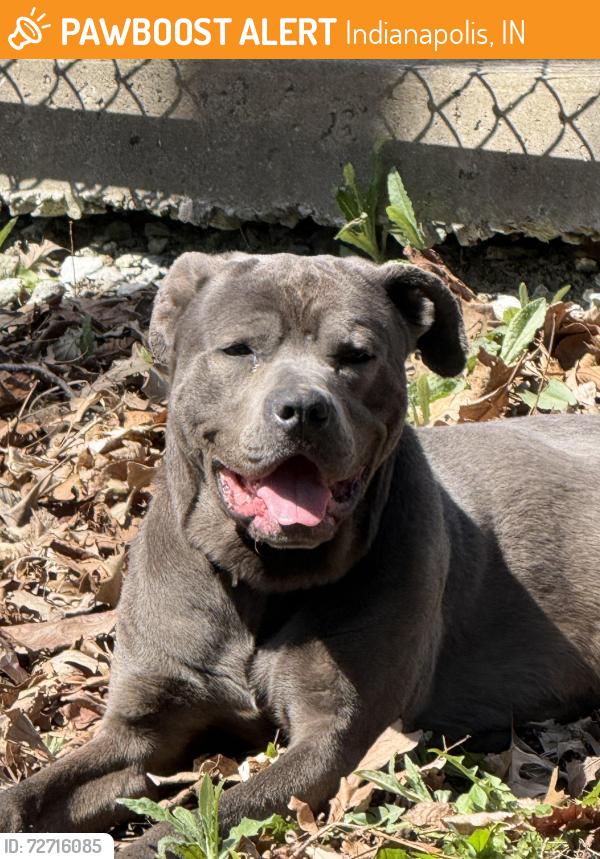 Found/Stray Male Dog last seen Rahke road , Indianapolis, IN 46217