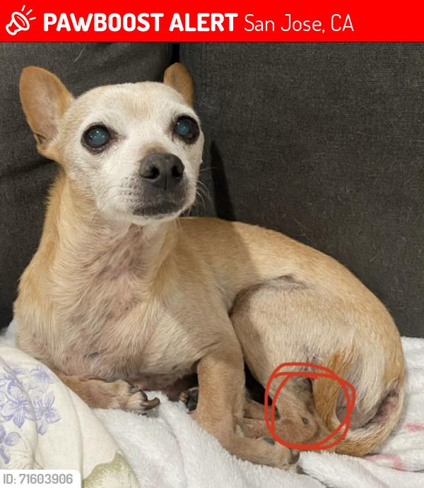Lost Male Dog last seen Kammerer Ave and S. Sunset Ave, San Jose, CA 95122