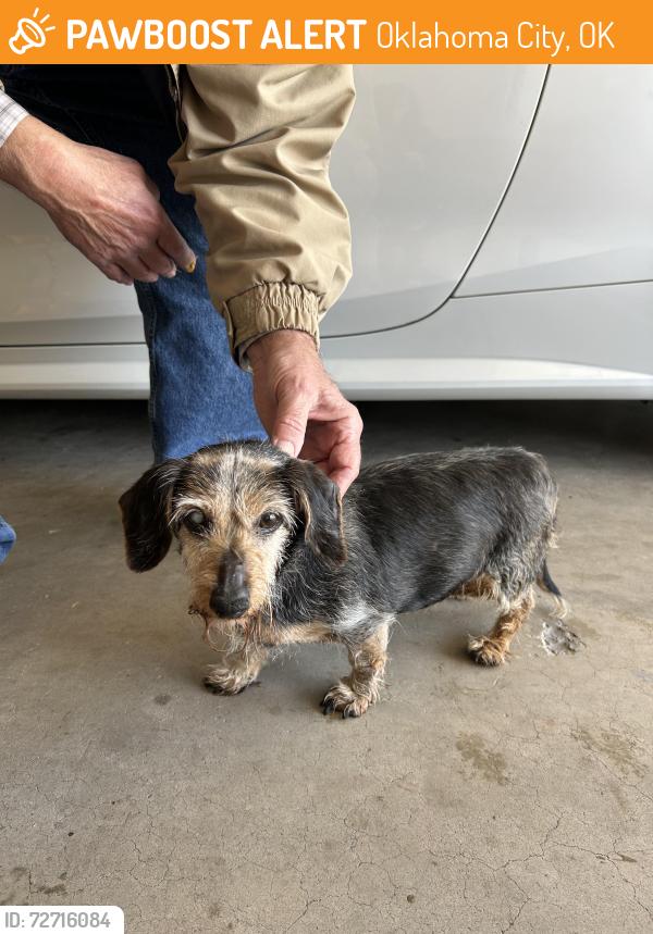Found/Stray Unknown Dog last seen SW104 and Lakeridge Run Blvd, Oklahoma City, OK 73170