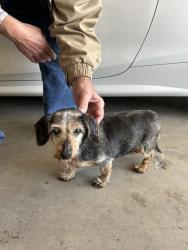 Found/Stray Unknown Dog last seen SW104 and Lakeridge Run Blvd, Oklahoma City, OK 73170