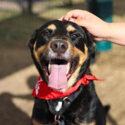 Shelter Stray Male Dog last seen ACME AND OLD HWY 90, San Antonio, TX 78227