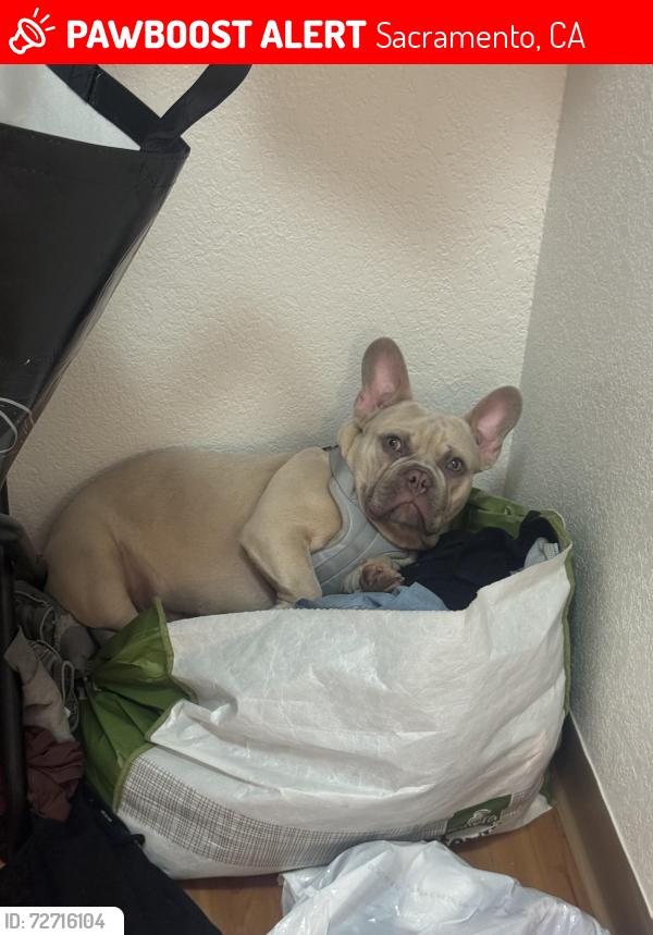 Lost Male Dog last seen Frienza ave , Sacramento, CA 95815