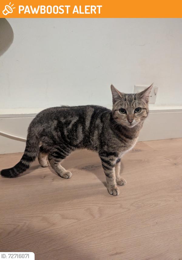 Found/Stray Female Cat last seen Lower Lisburn Road, Near Nico's Pizzeria , Belfast, Northern Ireland 